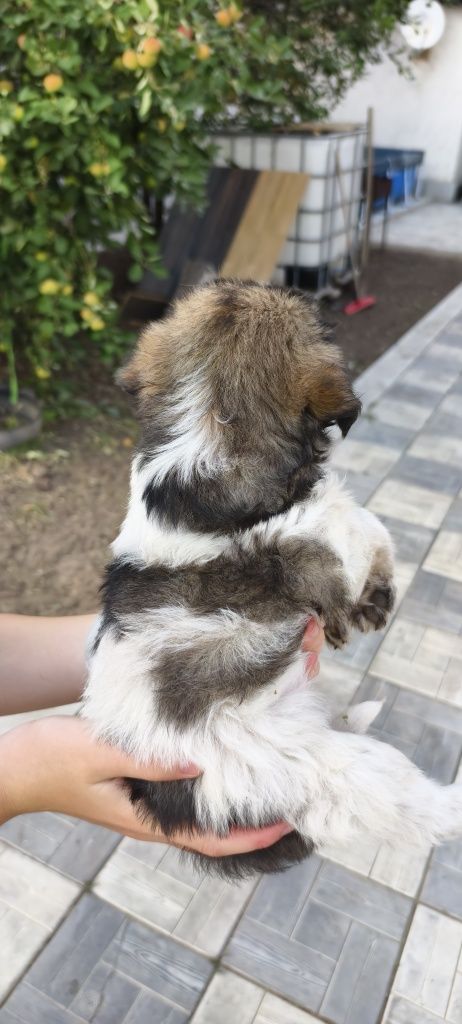 Собаки от собаки