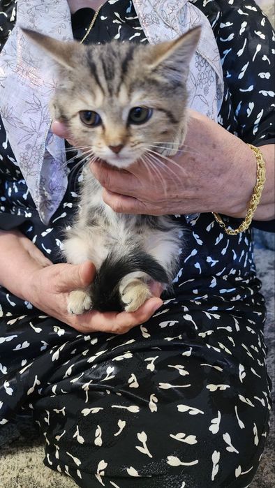 Кошка золотистая шиншилла