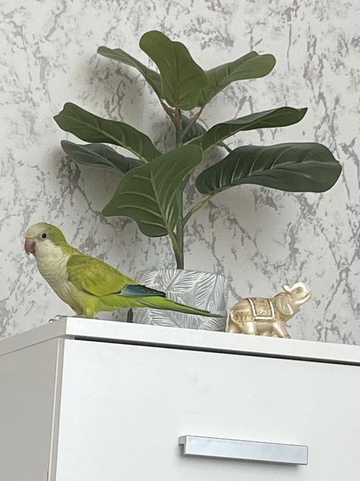 Папагал Монах на 6 месеца , с голяма клетка и много аксесоари