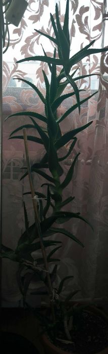 Стайно цвете ...алое