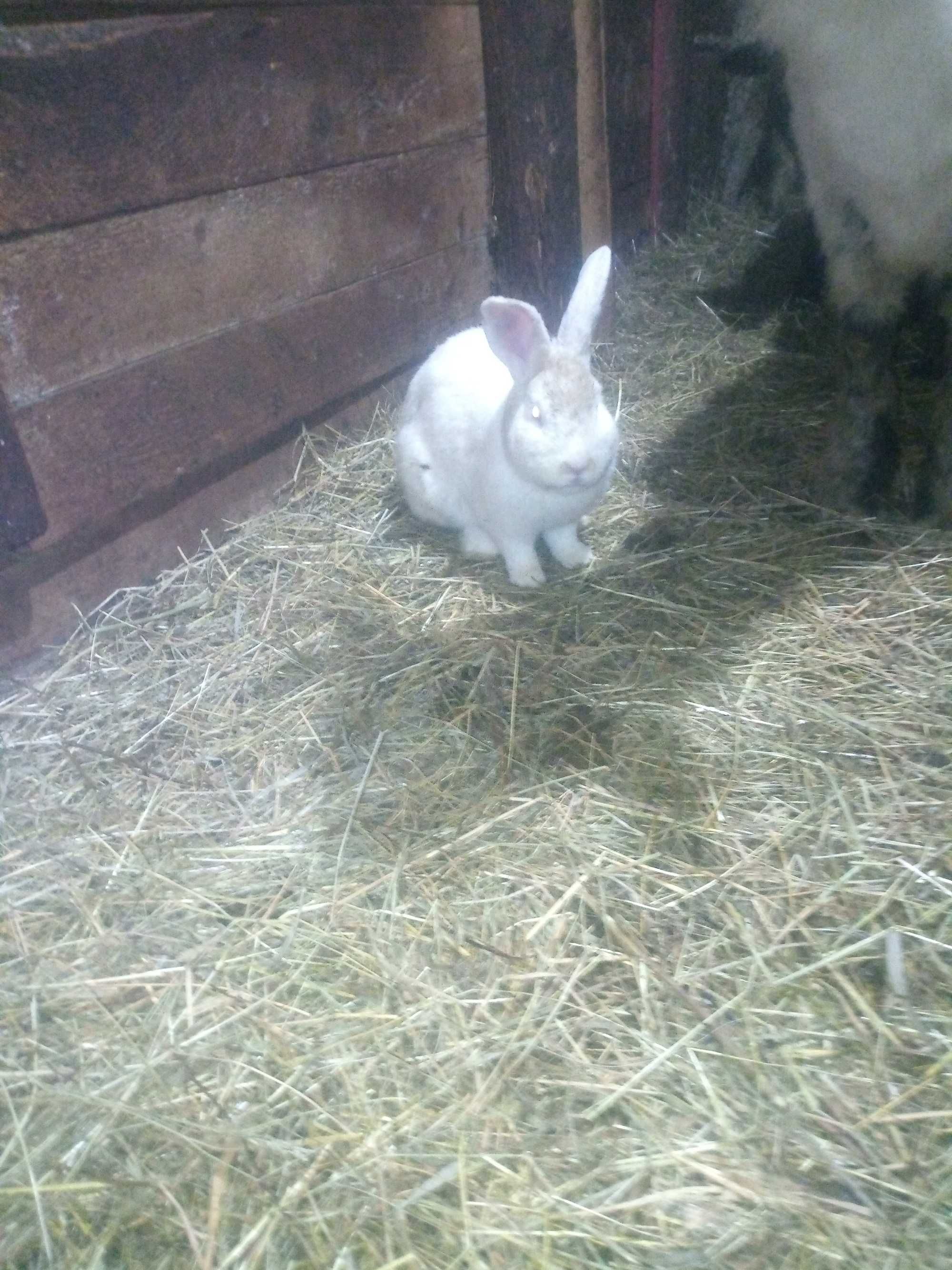 Vand mascul alb cu ochi rosi in varsta de 8 luni