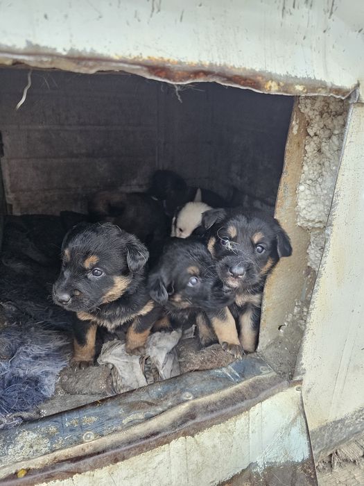 Отдадим щенят в хорошие руки.