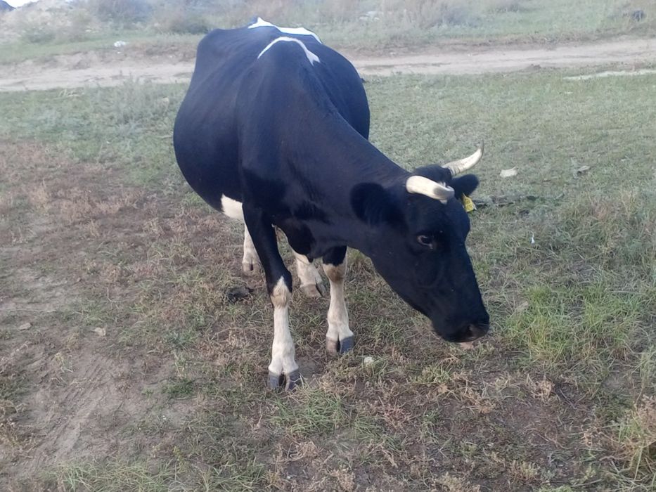 Продам дойную корову.