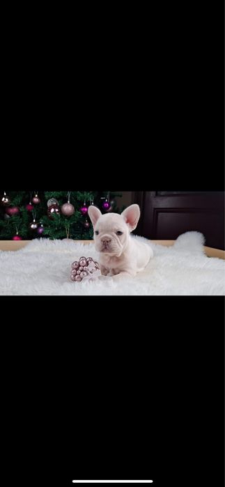 Bulldog francez platinum