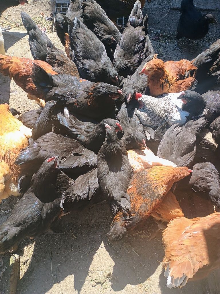 Vând pui de găină australop ,au 1 luna 25ron bucata ,și rate pekin 25