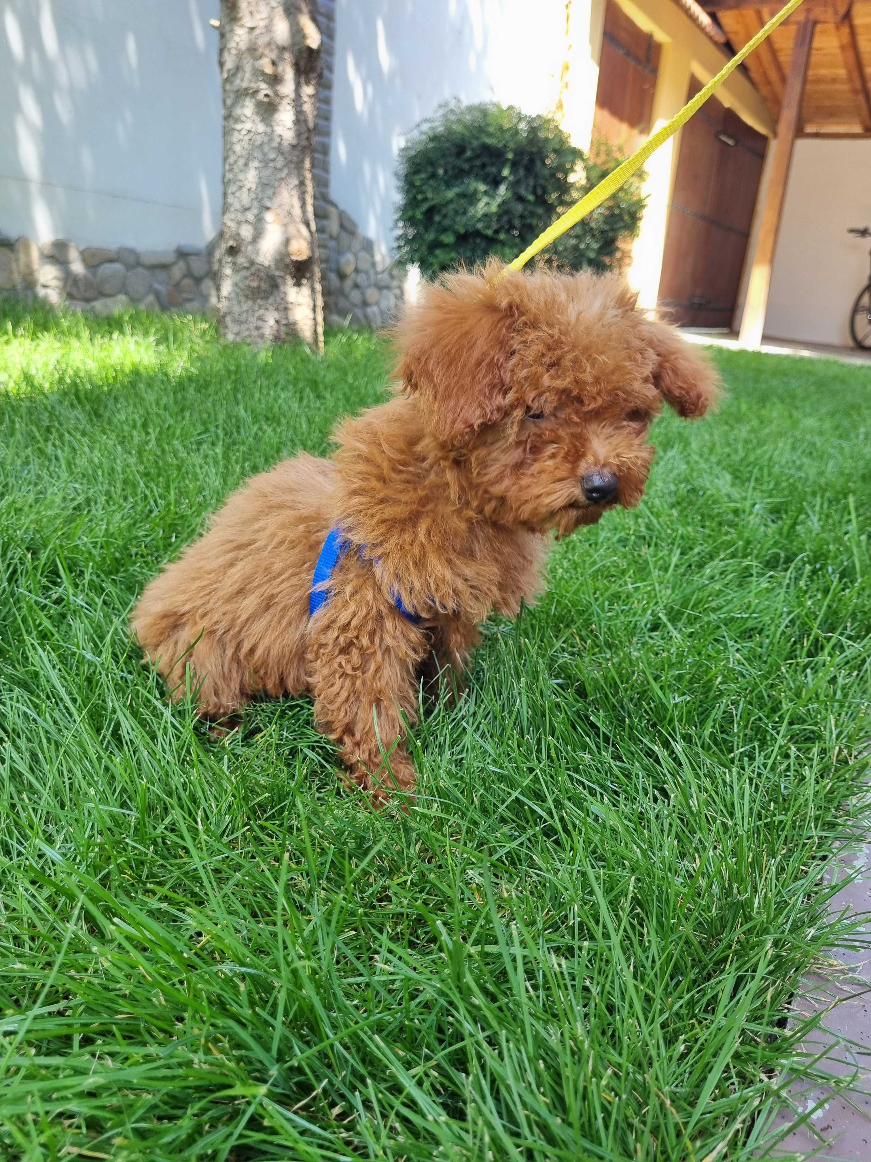 Пудел Той/ Toy Poodle