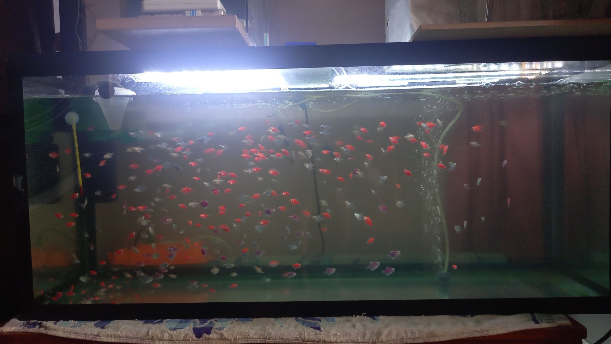 Продаю рыбок тернеций