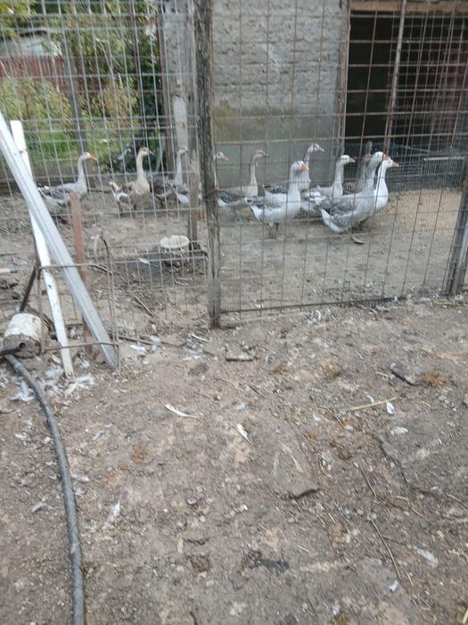 Vând rate și gaste mute