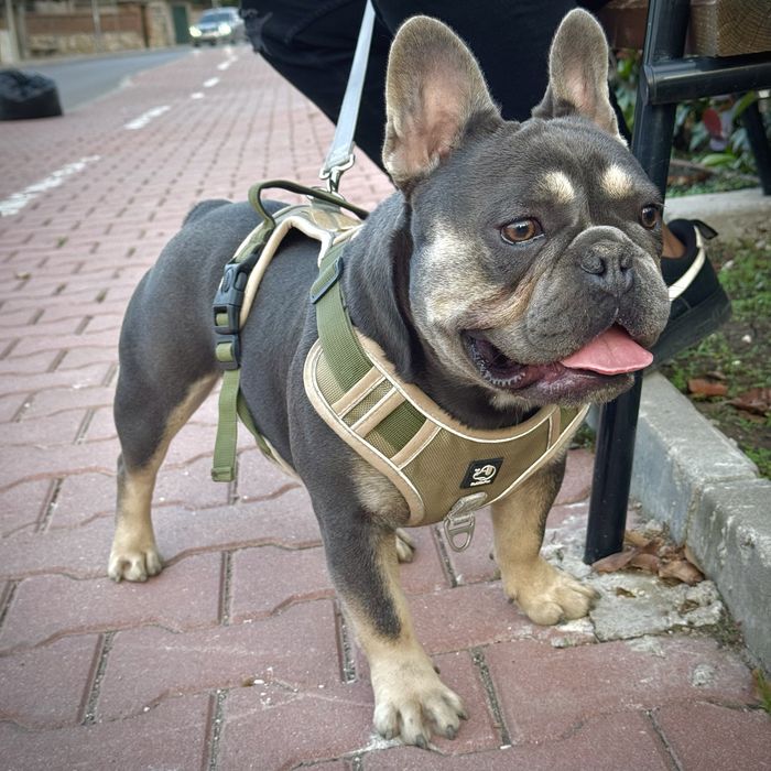 Френски булдог - blue&tan