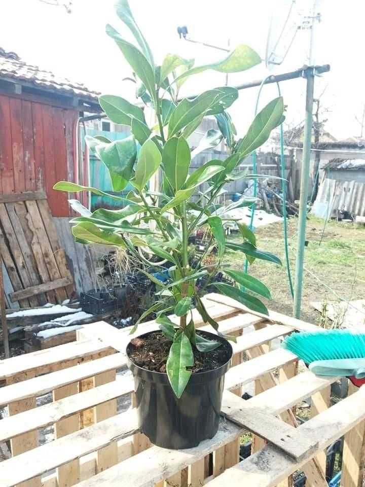 Магнолия Грандифлора - Вечно зелена