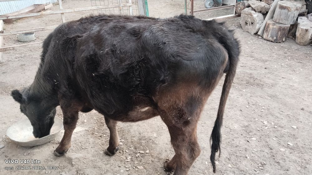 Бузау, тана сатылады