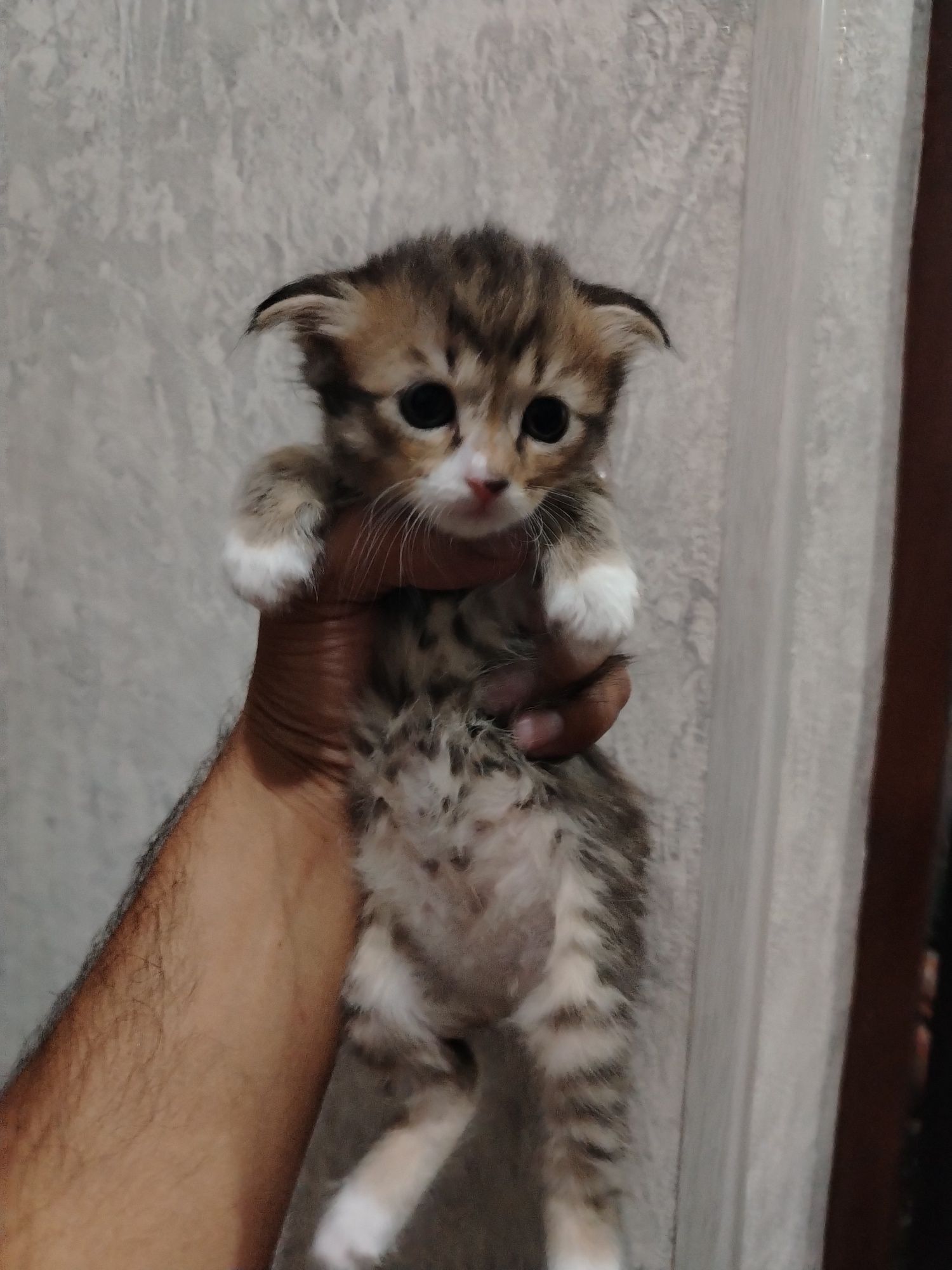 Висло ухи котята 1 месяц