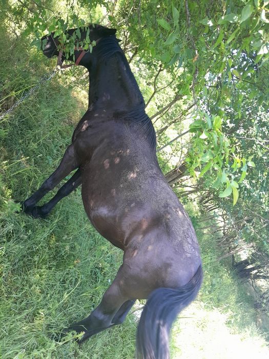 Iapă de vânzare..