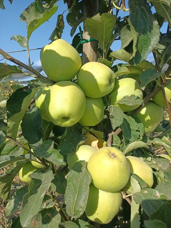 Продается готовый бизнес, интенсивный яблоневый сад