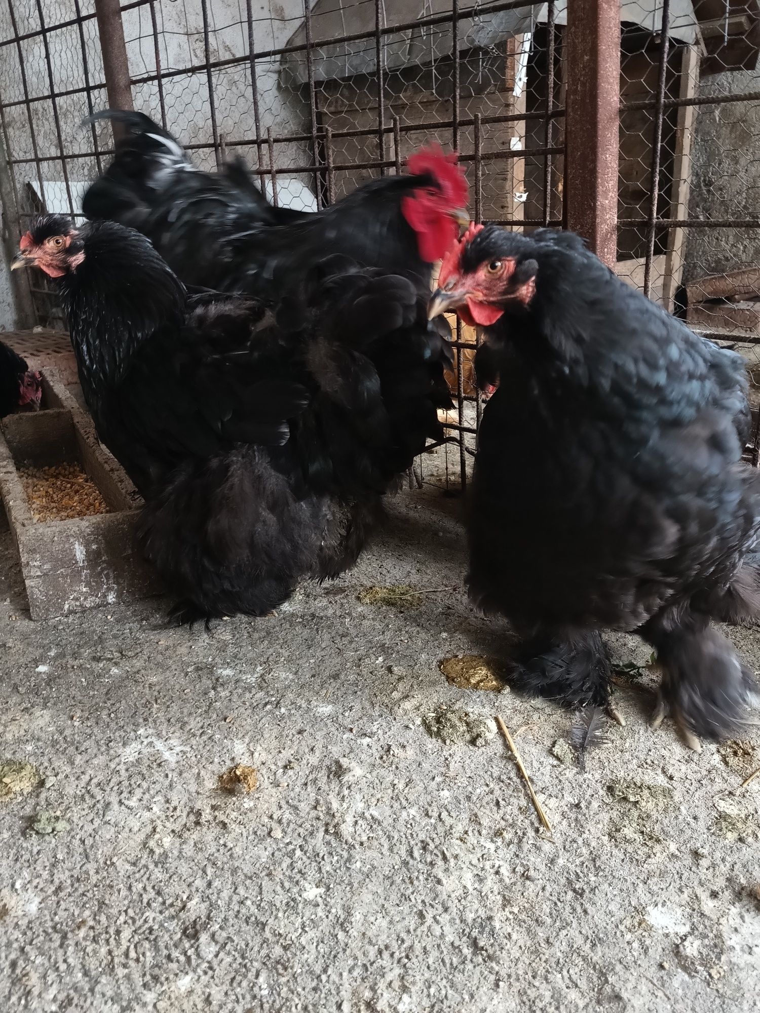 Cochinchina urias