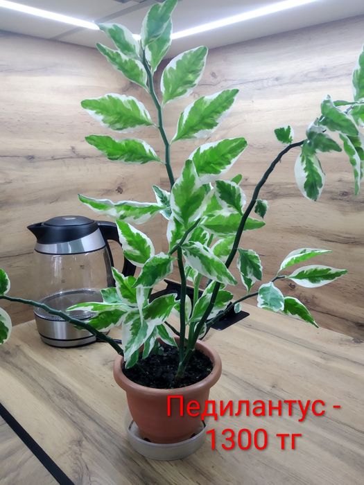 Комнатные растюшки