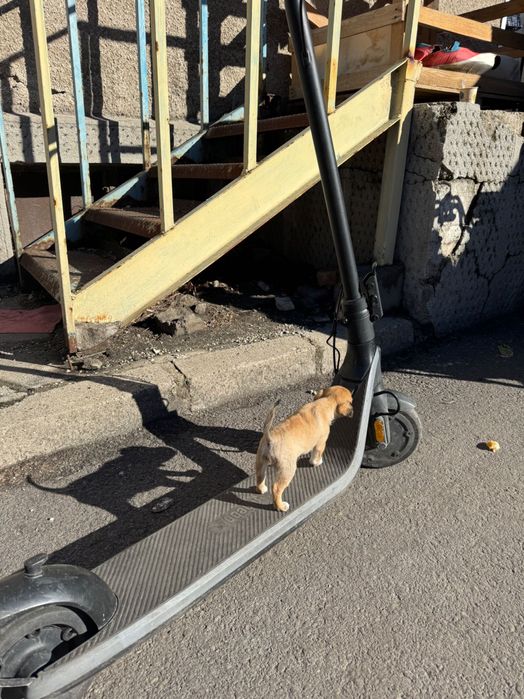 Кученце Пинчер-Джак Ръсел