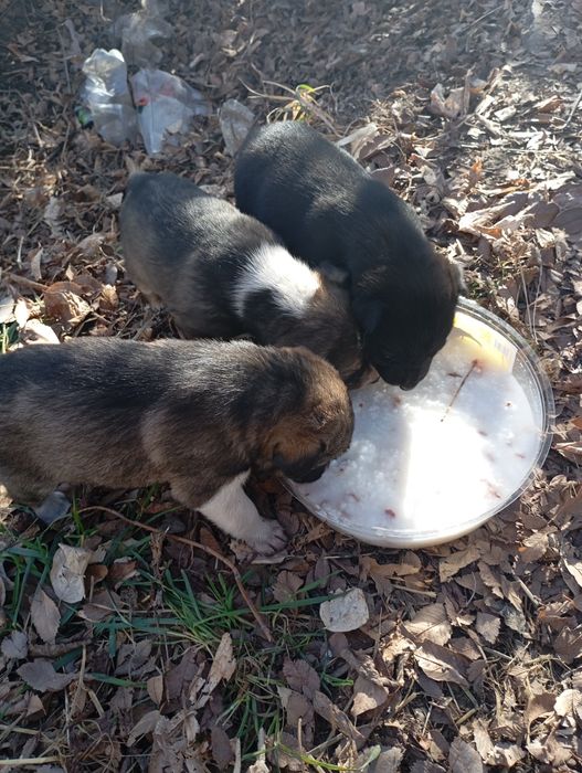 Ищем дом и доброго хозяина, друга.