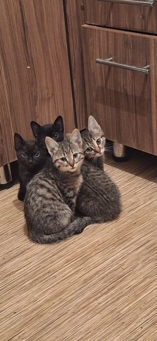 Отдам котят в хорошие руки