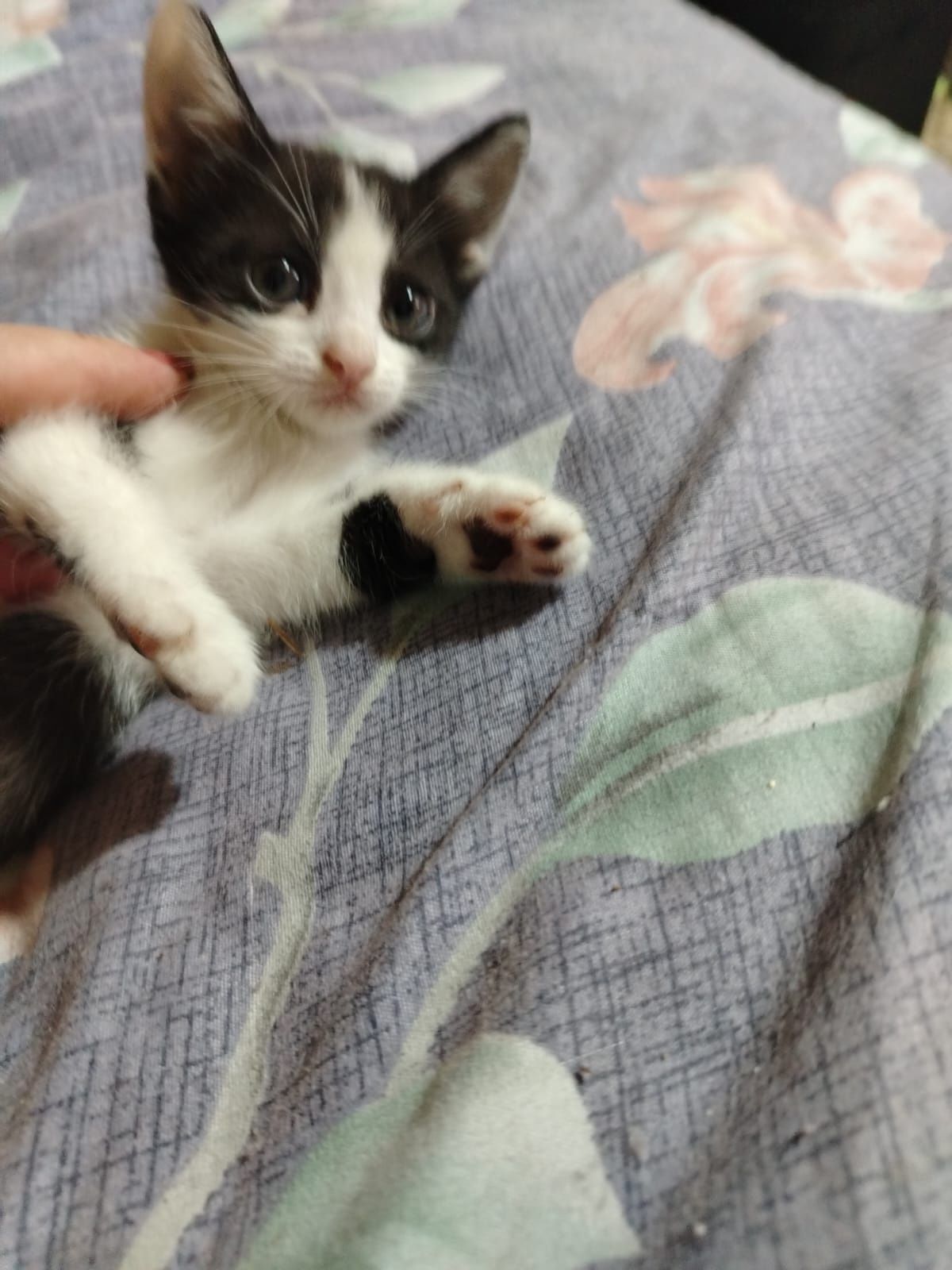 Отдам котенка две девочки