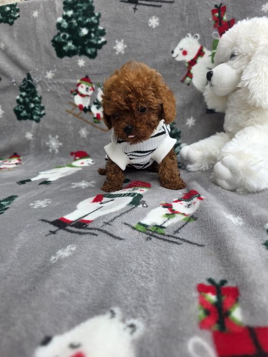 Тийкъп момче/ Tea cup/ с документ за произход