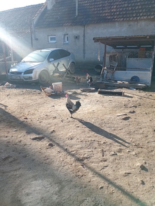 Vând cocosii tineri de anul acesta