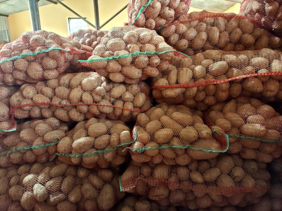 Cartofi rosii consum Bellarosa