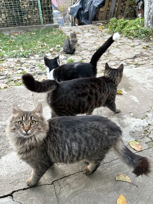 donez 5 puiuti de pisicuță