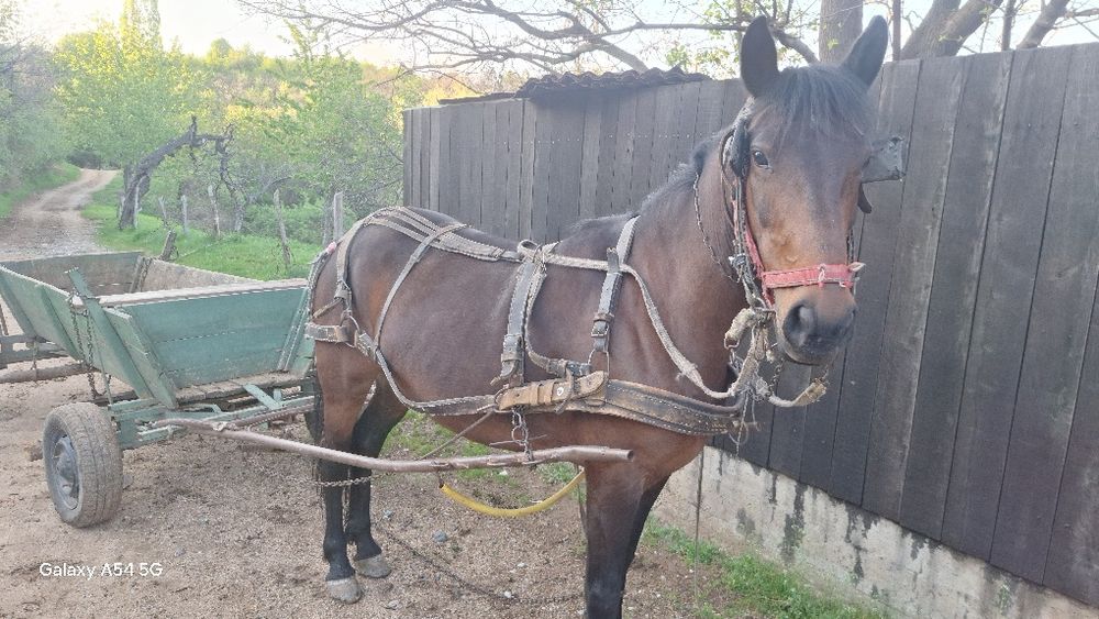 Vând Iapa fără defecte bună de căruță