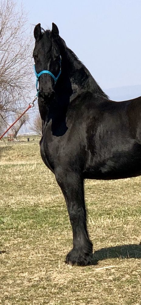 Iapa Friesian gestantă