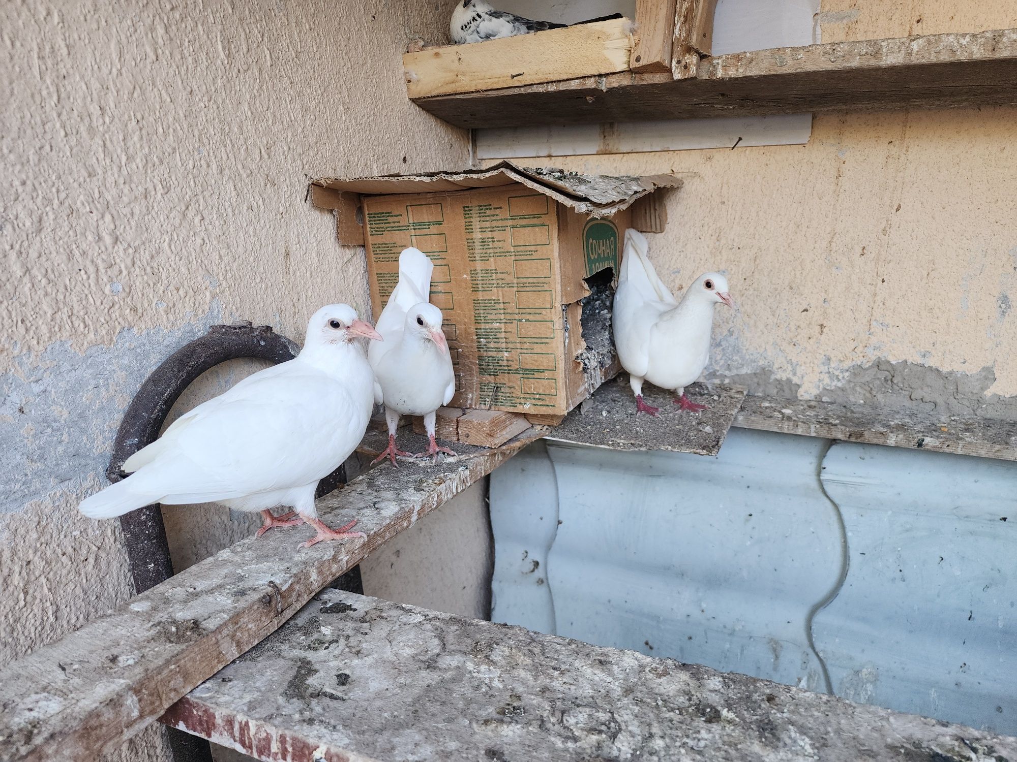 Продаются голуби