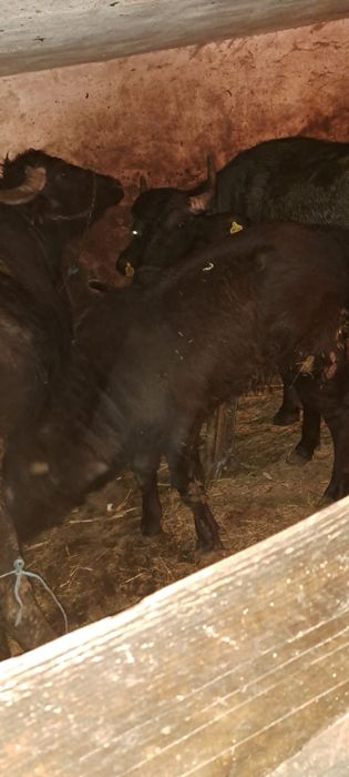 Vand vitea de bivolita