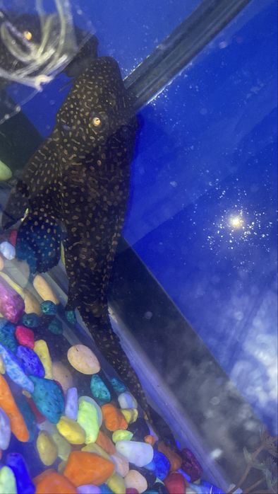 Продам сом-присоска (анситрус)