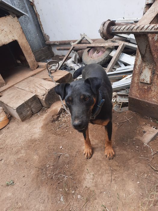 Продам Доберман собаку