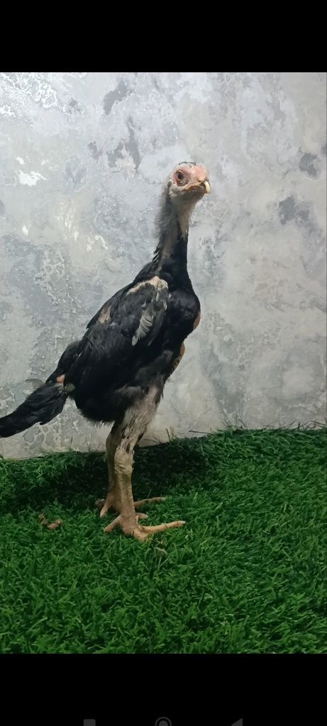 Dakan jojala sotuvda