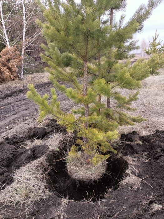 Саженцы - сосна, береза, тополь и другие