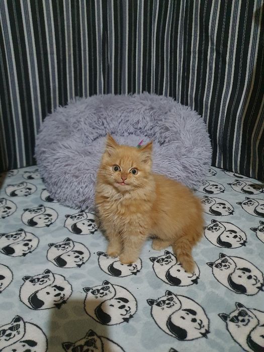 отдам котёнка в добрые руки