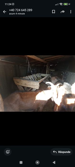 Vând capre alpine franceze