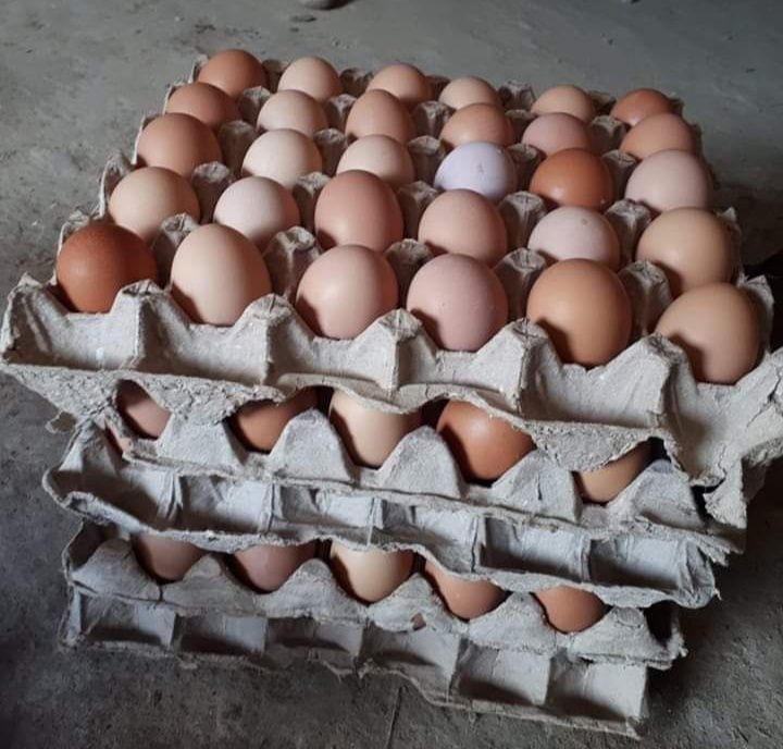 Разплодни/оплодени яйца Ломан Браун носачки