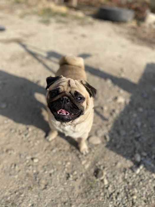 Продам собаку парода мопс