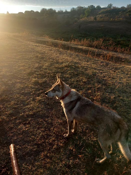 На 1 година и 10 Месеца
Чехословашки Вълчак