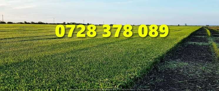 Gazon rulou - Gradina Verde vesnica Garantat ! Firma autorizata