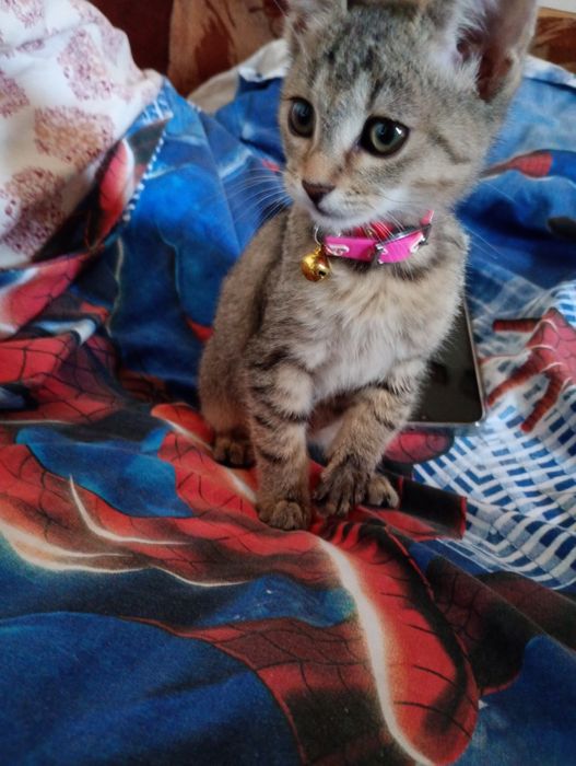 Donez pisicuț spre adopție