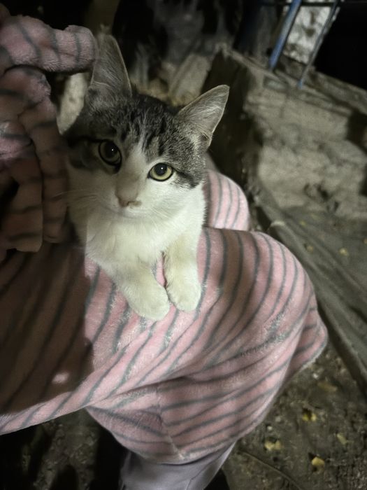 Котенок 4м мальчик