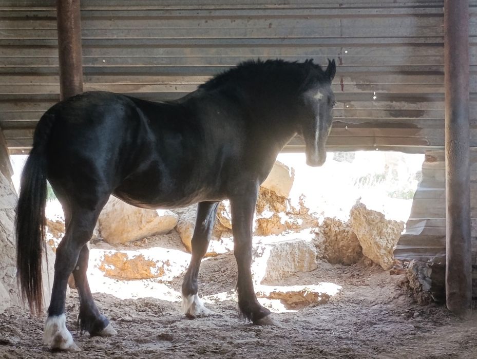 Продам жеребца 4 года