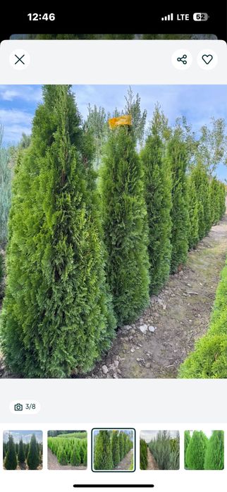 Саженцы, декоративных видов