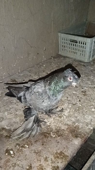 Голуби челкарь самец