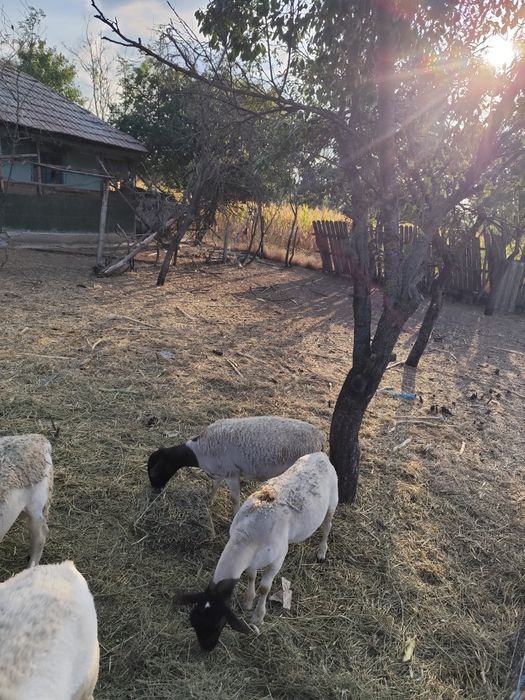 Vând oii dorper și texel.