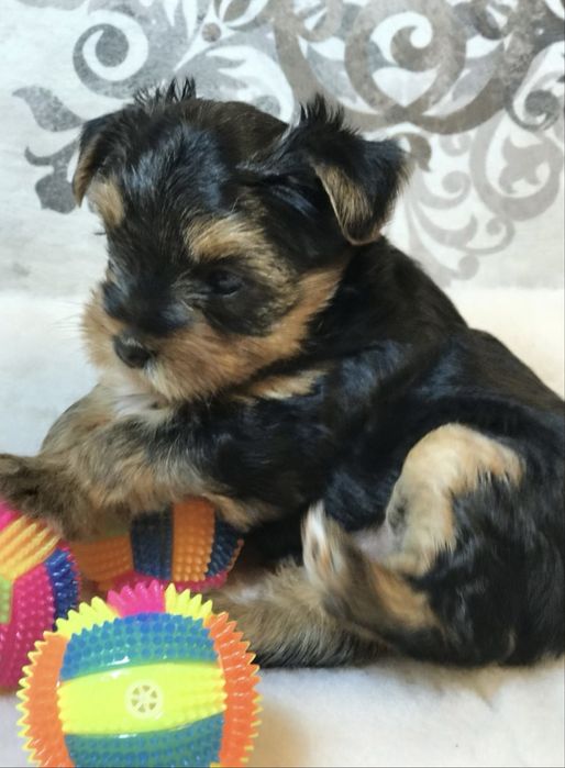 Baietel yorkshire terrier