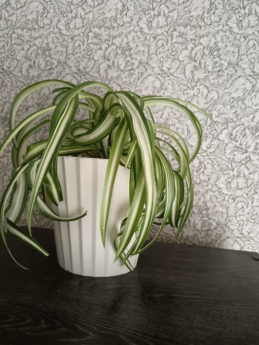 Хлорофитум, продаётся  молодой цветок